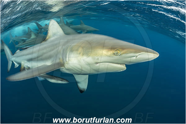 Aliwal shoal, Umkomaas, South Africa, Indian ocean, Carcharhinus limbatus, Carcharhinus, Carcharhinidae, Elasmobranchii, Oceanic blacktip shark, Shark, Fish, Shark school, Surface