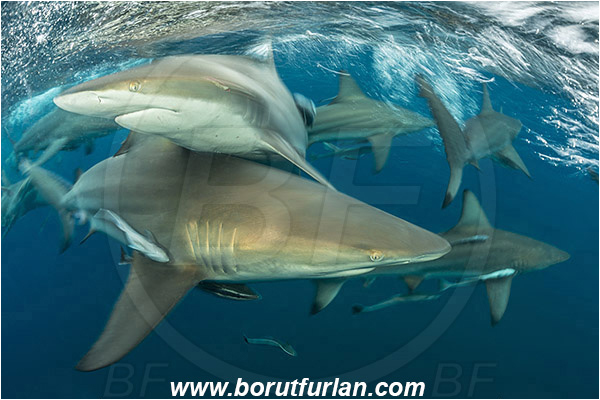 Aliwal shoal, Umkomaas, South Africa, Indian ocean, Carcharhinus limbatus, Carcharhinus, Carcharhinidae, Elasmobranchii, Oceanic blacktip shark, Shark, Fish, Shark school, Surface