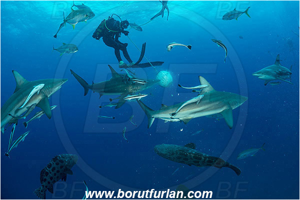 Aliwal shoal, Umkomaas, South Africa, Indian ocean, Carcharhinus limbatus, Carcharhinus, Carcharhinidae, Elasmobranchii, Oceanic blacktip shark, Shark, Epinephelus tukula, Ephinephelus, Serranidae, Potato grouper, Grouper, Fish, Diver, Shark feeding