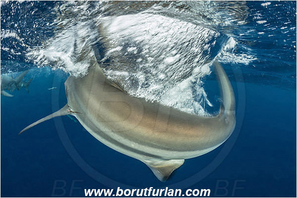 Aliwal shoal, Umkomaas, South Africa, Indian ocean, Carcharhinus limbatus, Carcharhinus, Carcharhinidae, Elasmobranchii, Oceanic blacktip shark, Shark, Fish, Surface, Foam, Feeding