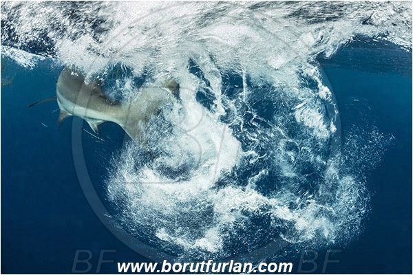 Aliwal shoal, Umkomaas, South Africa, Indian ocean, Carcharhinus limbatus, Carcharhinus, Carcharhinidae, Elasmobranchii, Oceanic blacktip shark, Shark, Fish, Surface, Foam, Feeding