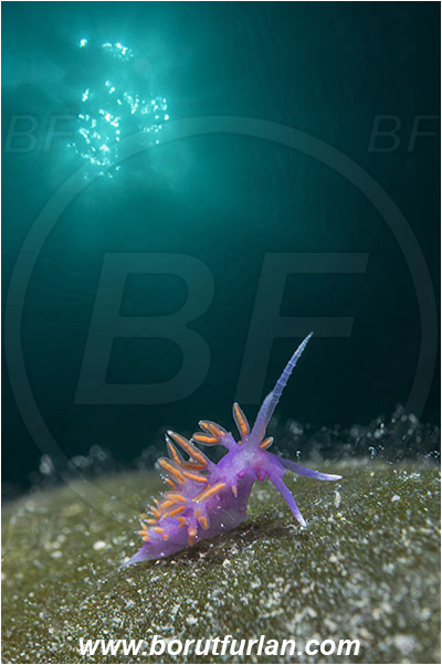 Piran, Slovenia, Adriatic sea, Mediterranean sea, Edmundsella pedata, Edmundsella, Flabellinidae, Violet Flabellina, Nudibranch, Sea slug, Gastropoda, Mollusca, Double exposure, Sun rays as double exposure