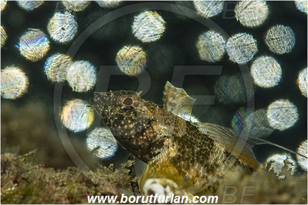 Piran, Slovenia, Adriatic sea, Mediterranean sea, Tripterygion tripteronotum, Tripterygion, Tripterygiidae, Red-black triplefin, Triplefin, Fish, Female, Portrait, Vivid background, Artificial background, Reflective circles