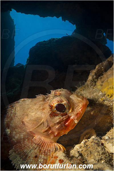 Island Hvar, Croatia, Adriatic sea, Mediterranean sea, Scorpaena notata, Scorpaena, Scorpaenidae, Small red scorpionfish, Scorpionfish, Fish, Portrait, Double exposure, Background cave as double exposure