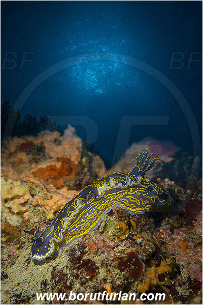 Island Hvar, Croatia, Adriatic sea, Mediterranean sea, Felimare picta, Felimare, Chromodorididae, Painted dorid, Nudibranch, Sea slug, Gastropoda, Mollusca, Double exposure, Sun rays as double exposure
