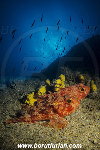 Island Hvar, Croatia, Adriatic sea, Mediterranean sea, Scorpaena notata, Scorpaena, Scorpaenidae, Small red scorpionfish, Scorpionfish, Fish, Double exposure, Background reef as double exposure