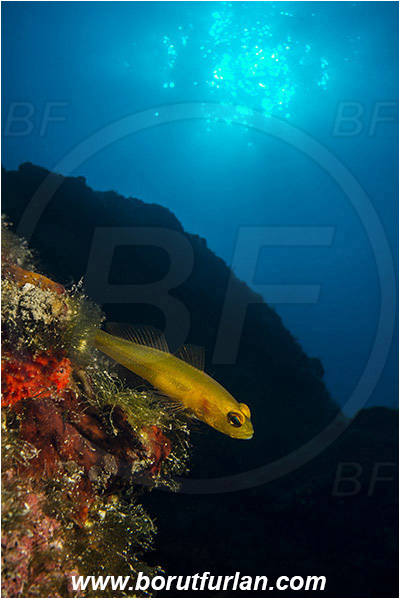 Island Hvar, Croatia, Adriatic sea, Mediterranean sea, Gobius auratus, Gobius, Gobiidae, Golden goby, Goby, Fish, Double exposure, Background reef as double exposure