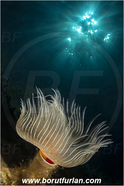 Island Hvar, Croatia, Adriatic sea, Mediterranean sea, Protula tubularia, Protula, Serpulidae, White-Tufted Worm, Red-spotted horseshoe, Worm, Polychaeta, Double exposure, Sun rays as double exposure
