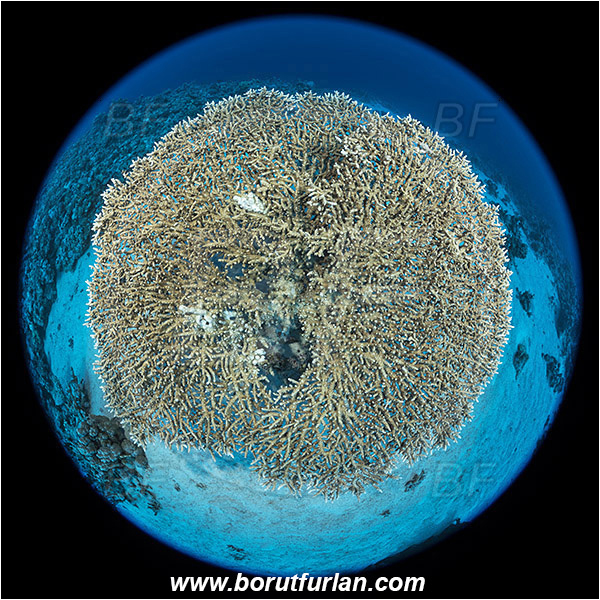 Marsa Shagra, Marsa Alam, Egypt, Red sea, Acropora hyacinthus, Acropora, Acroporidae, Anthozoa, Cnidaria, Cnidarian, Acropora hard coral, Coral, Reef, Circular image, Circular Fisheye lens