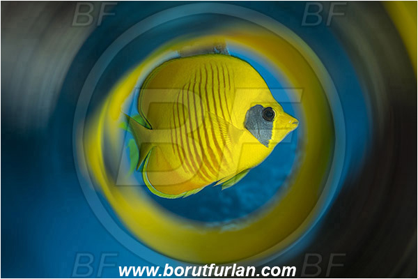 Marsa Shagra, Marsa Alam, Egypt, Red sea, Chaetodon semilarvatus, Chaetodon, Chaetodontidae, Masked Butterflyfish, Butterflyfish, Fish, Swirl, View through reflective tube, Abstract reflection