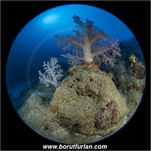 Marsa Shagra, Marsa Alam, Egypt, Red sea, Dendronephthya hemprichi, Dendronephthya, Nephtheidae, Soft coral, Coral, Anthozoa, Cnidaria, Cnidarian, Reef, Circular image, Circular Fisheye lens