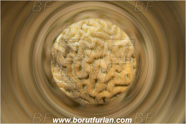 Marsa Shagra, Marsa Alam, Egypt, Red sea, Platygyra sp., Platygyra, Merulinidae, Coral, Lesser valley coral, Anthozoa, Cnidaria, Cnidarian, Abstract, Swirl, View through reflective tube, Abstract reflection