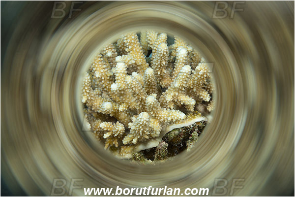 Marsa Shagra, Marsa Alam, Egypt, Red sea, Acropora sp., Acropora, Acroporidae, Table Coral, Coral, Anthozoa, Cnidaria, Cnidarian, Abstract, Swirl, View through reflective tube, Abstract reflection