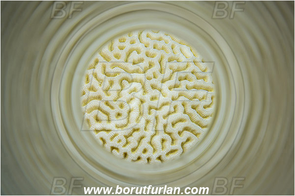Marsa Shagra, Marsa Alam, Egypt, Red sea, Platygyra sp., Platygyra, Merulinidae, Coral, Lesser valley coral, Anthozoa, Cnidaria, Cnidarian, Abstract, Swirl, View through reflective tube, Abstract reflection