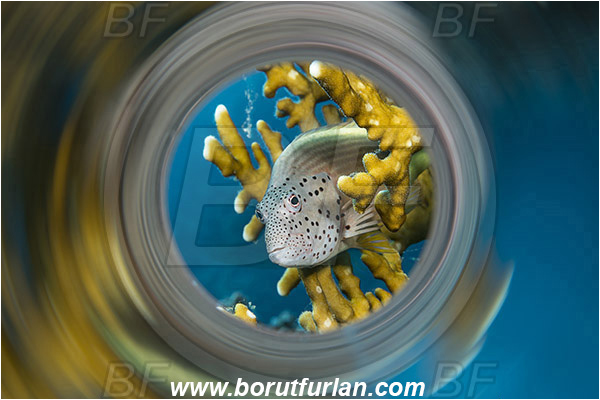 Marsa Shagra, Marsa Alam, Egypt, Red sea, Paracirrhites forsteri, Paracirrhites, Cirrhitidae, Blackside Hawkfish, Hawkfish, Fish, Swirl, View through reflective tube, Abstract reflection, Portrait