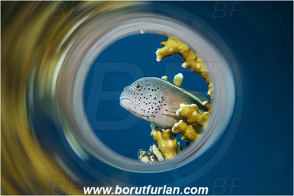 Marsa Shagra, Marsa Alam, Egypt, Red sea, Paracirrhites forsteri, Paracirrhites, Cirrhitidae, Blackside Hawkfish, Hawkfish, Fish, Swirl, View through reflective tube, Abstract reflection, Portrait