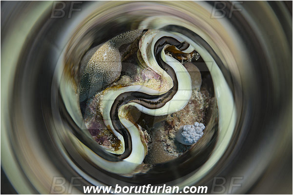 Marsa Shagra, Marsa Alam, Egypt, Red sea, Tridacna maxima, Tridacna, Cardiidae, Bivalvia, Mollusca, Mollusc, Common giant clam, Clam, Shell, Abstract, Swirl, View through reflective tube, Abstract reflection