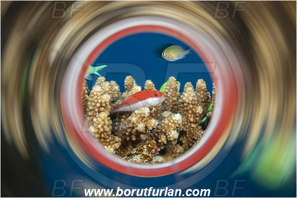 Marsa Shagra, Marsa Alam, Egypt, Red sea, Paracirrhites forsteri, Paracirrhites, Cirrhitidae, Blackside Hawkfish, Hawkfish, Fish, Swirl, View through reflective tube, Abstract reflection