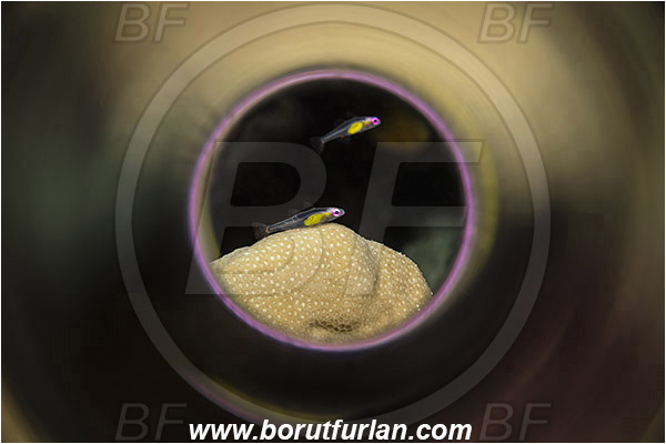 Marsa Shagra, Marsa Alam, Egypt, Bryaninops natans, Bryaninops, Gobiidae, Pinkeye Goby, Goby, Fish, Red sea, Swirl, View through reflective tube, Abstract reflection