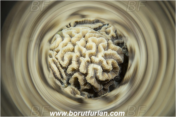 Marsa Shagra, Marsa Alam, Egypt, Red sea, Platygyra sp., Platygyra, Merulinidae, Coral, Lesser valley coral, Anthozoa, Cnidaria, Cnidarian, Abstract, Swirl, View through reflective tube, Abstract reflection