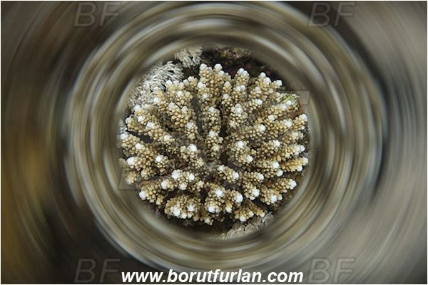 Marsa Shagra, Marsa Alam, Egypt, Red sea, Acropora sp., Acropora, Acroporidae, Table Coral, Coral, Anthozoa, Cnidaria, Cnidarian, Abstract, Swirl, View through reflective tube, Abstract reflection