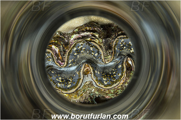 Marsa Shagra, Marsa Alam, Egypt, Red sea, Tridacna maxima, Tridacna, Cardiidae, Bivalvia, Mollusca, Mollusc, Common giant clam, Clam, Shell, Abstract, Swirl, View through reflective tube, Abstract reflection