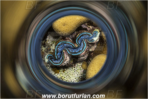 Marsa Shagra, Marsa Alam, Egypt, Red sea, Tridacna maxima, Tridacna, Cardiidae, Bivalvia, Mollusca, Mollusc, Common giant clam, Clam, Shell, Abstract, Swirl, View through reflective tube, Abstract reflection