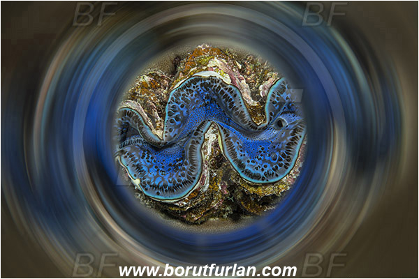 Marsa Shagra, Marsa Alam, Egypt, Red sea, Tridacna maxima, Tridacna, Cardiidae, Bivalvia, Mollusca, Mollusc, Common giant clam, Clam, Shell, Abstract, Swirl, View through reflective tube, Abstract reflection