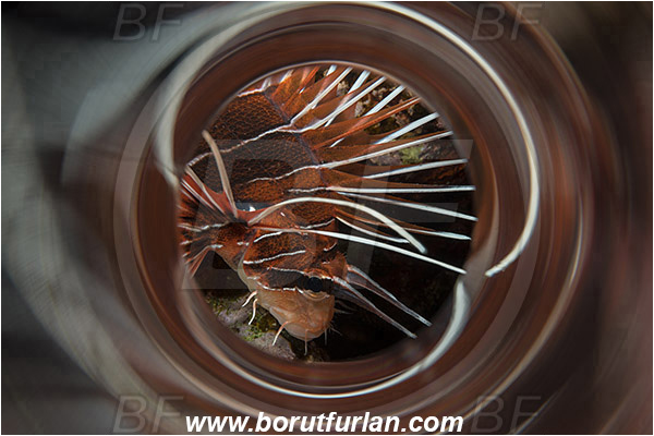 Marsa Shagra, Marsa Alam, Egypt, Red sea, Pterois radiata, Pterois, Scorpaenidae, Clearfin lionfish, Radial Firefish, Lionfish, Fish, Portrait, Swirl, View through reflective tube, Abstract reflection