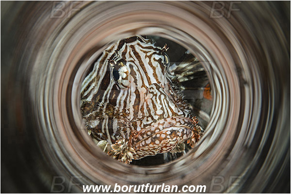 Marsa Shagra, Marsa Alam, Egypt, Red sea, Pterois miles, Pterois, Scorpaenidae, Devil Firefish, Lionfish, Fish, Portrait, Swirl, View through reflective tube, Abstract reflection