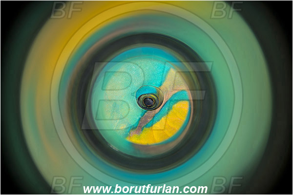 Marsa Shagra, Marsa Alam, Egypt, Red sea, Scarus sp., Scarus, Scaridae, Parrotfish, Fish, Abstract, Swirl, View through reflective tube, Abstract reflection, Eye