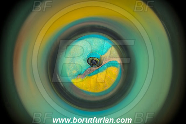 Marsa Shagra, Marsa Alam, Egypt, Red sea, Scarus sp., Scarus, Scaridae, Parrotfish, Fish, Abstract, Swirl, View through reflective tube, Abstract reflection, Eye