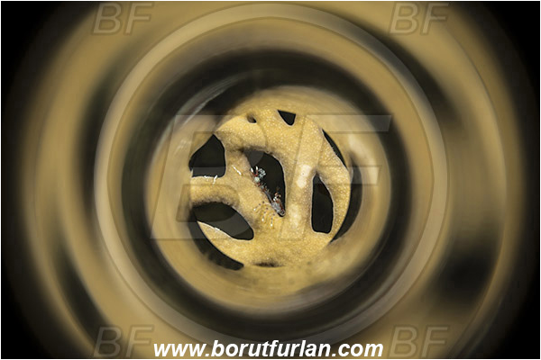 Marsa Shagra, Marsa Alam, Egypt, Red sea, Galathea sp., Galathea, Galatheidae, Decapoda, Crustacea, Crustacean, Squat Lobster, Abstract, Swirl, View through reflective tube, Abstract reflection