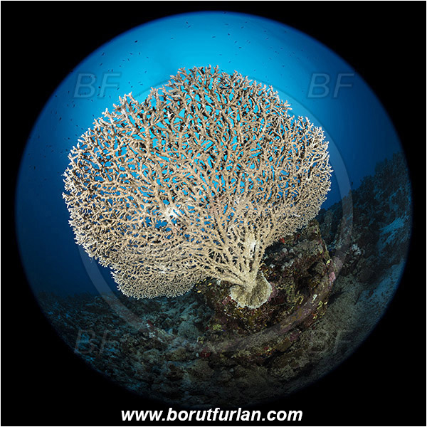 Marsa Shagra, Marsa Alam, Egypt, Red sea, Acropora hyacinthus, Acropora, Acroporidae, Anthozoa, Cnidaria, Cnidarian, Acropora hard coral, Coral, Reef, Circular image, Circular Fisheye lens