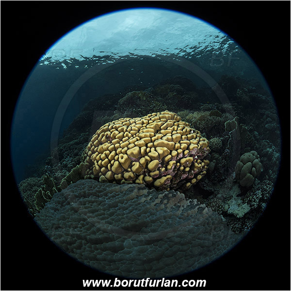Marsa Shagra, Marsa Alam, Egypt, Red sea, Porites nodifera, Porites, Poritidae, Anthozoa, Cnidaria, Cnidarian, Dome Coral, Coral, Reef, Circular image, Circular Fisheye lens, Spotlight, Spot illuminated