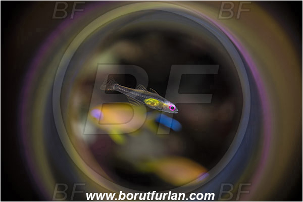 Marsa Shagra, Marsa Alam, Egypt, Bryaninops natans, Bryaninops, Gobiidae, Pinkeye Goby, Goby, Fish, Red sea, Swirl, View through reflective tube, Abstract reflection