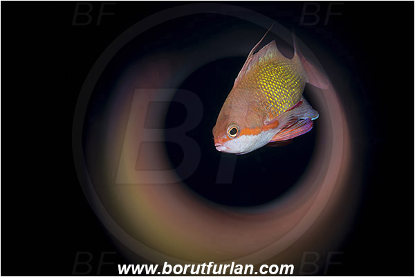 Marsa Shagra, Marsa Alam, Egypt, Red sea, Pseudanthias squamipinnis, Pseudanthias, Serranidae, Lyretail Anthias, Sea goldie, Anthias, Fish, Male, Swirl, View through reflective tube, Abstract reflection