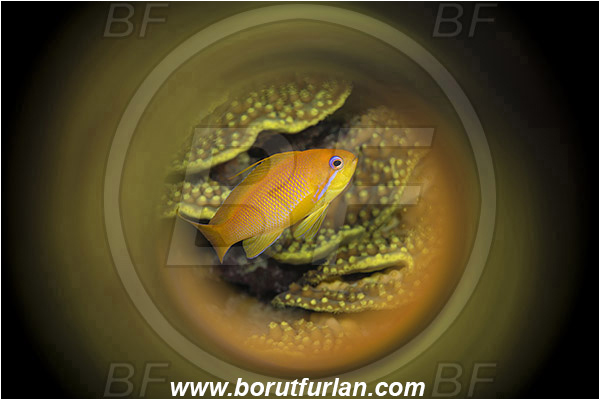 Marsa Shagra, Marsa Alam, Egypt, Red sea, Pseudanthias squamipinnis, Pseudanthias, Serranidae, Lyretail Anthias, Sea goldie, Anthias, Fish, Female, Swirl, View through reflective tube, Abstract reflection
