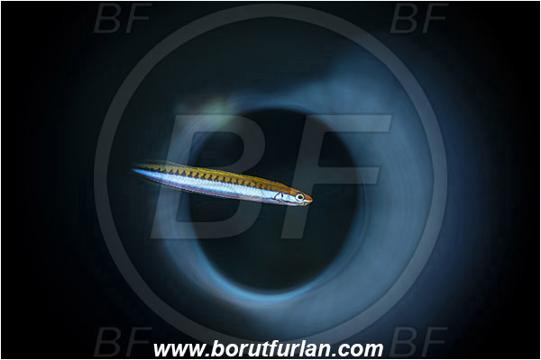 Marsa Shagra, Marsa Alam, Egypt, Red sea, Plagiotremus tapeinosoma, Plagiotremus, Blenniidae, Piano fangblenny, Fangblenny, Blenny, Fish, Swirl, View through reflective tube, Abstract reflection