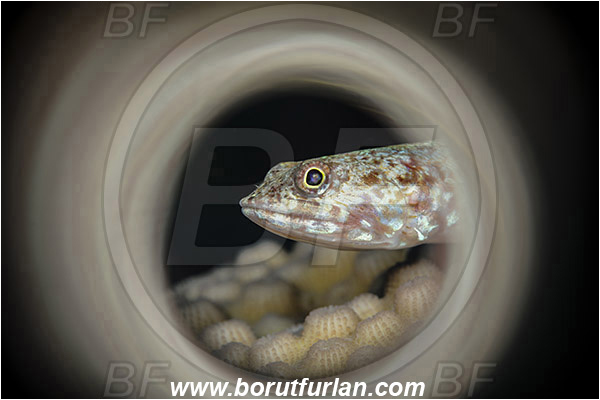Marsa Shagra, Marsa Alam, Egypt, Red sea, Synodus variegatus, Synodus, Synodontidae, Variegated lizardfish, Lizardfish, Fish, Portrait, Swirl, View through reflective tube, Abstract reflection