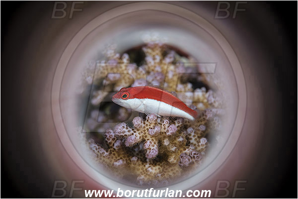 Marsa Shagra, Marsa Alam, Egypt, Red sea, Paracirrhites forsteri, Paracirrhites, Cirrhitidae, Blackside Hawkfish, Hawkfish, Fish, Swirl, View through reflective tube, Abstract reflection