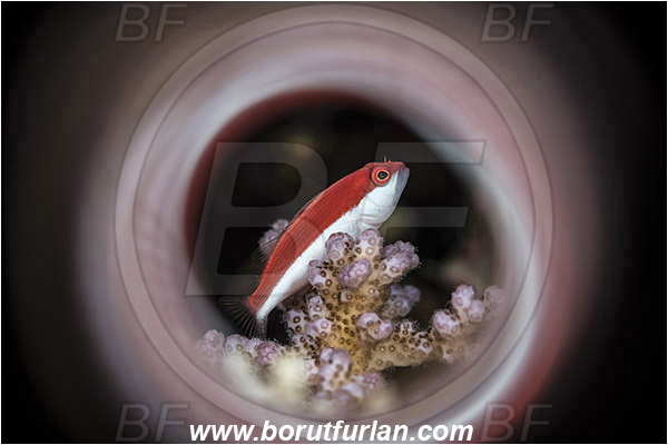Marsa Shagra, Marsa Alam, Egypt, Red sea, Paracirrhites forsteri, Paracirrhites, Cirrhitidae, Blackside Hawkfish, Hawkfish, Fish, Swirl, View through reflective tube, Abstract reflection