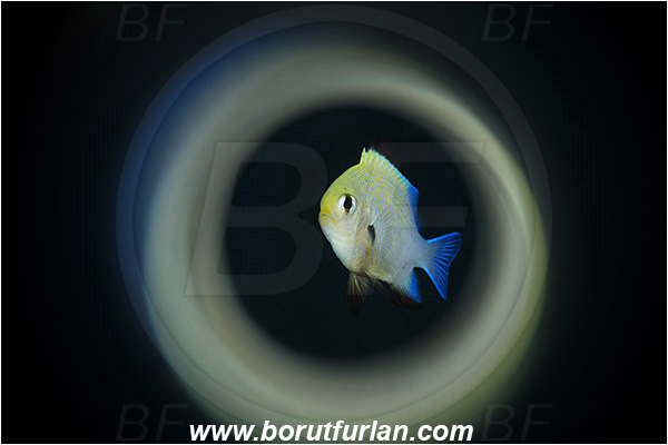 Marsa Shagra, Marsa Alam, Egypt, Red sea, Dascyllus marginatus, Dascyllus, Pomacentridae, Half Moon Damselfish, Damselfish, Fish, Swirl, View through reflective tube, Abstract reflection