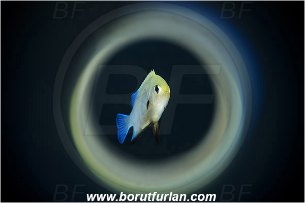 Marsa Shagra, Marsa Alam, Egypt, Red sea, Dascyllus marginatus, Dascyllus, Pomacentridae, Half Moon Damselfish, Damselfish, Fish, Swirl, View through reflective tube, Abstract reflection
