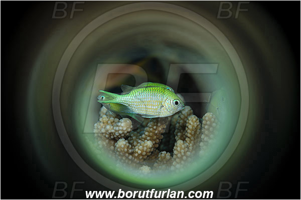 Marsa Shagra, Marsa Alam, Egypt, Red sea, Chromis viridis, Chromis, Pomacentridae, Blue-green chromis, Fish, Swirl, View through reflective tube, Abstract reflection