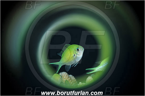 Marsa Shagra, Marsa Alam, Egypt, Red sea, Chromis viridis, Chromis, Pomacentridae, Blue-green chromis, Fish, Swirl, View through reflective tube, Abstract reflection