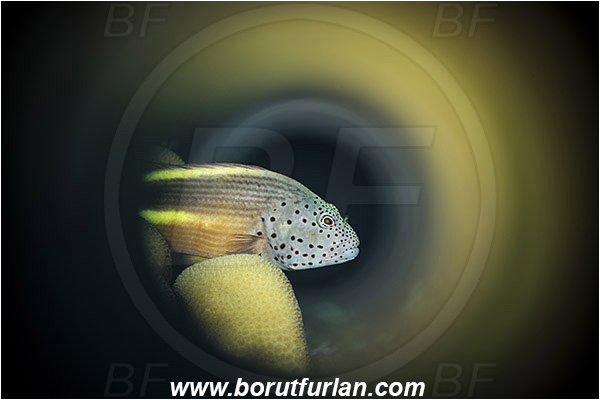 Marsa Shagra, Marsa Alam, Egypt, Red sea, Paracirrhites forsteri, Paracirrhites, Cirrhitidae, Blackside Hawkfish, Hawkfish, Fish, Swirl, View through reflective tube, Abstract reflection