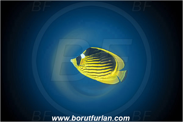 Marsa Shagra, Marsa Alam, Egypt, Red sea, Chaetodon fasciatus, Chaetodon, Chaetodontidae, Raccoon Butterflyfish, Butterflyfish, Fish, Swirl, View through reflective tube, Abstract reflection