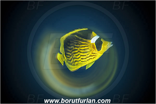 Marsa Shagra, Marsa Alam, Egypt, Red sea, Chaetodon fasciatus, Chaetodon, Chaetodontidae, Raccoon Butterflyfish, Butterflyfish, Fish, Swirl, View through reflective tube, Abstract reflection