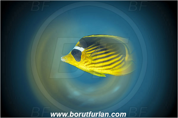 Marsa Shagra, Marsa Alam, Egypt, Red sea, Chaetodon fasciatus, Chaetodon, Chaetodontidae, Raccoon Butterflyfish, Butterflyfish, Fish, Swirl, View through reflective tube, Abstract reflection